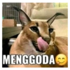 Kucing jomok 13