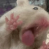 Hamster Fofo Reações 🐹 17