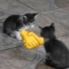 Gatitos. | @ocenferios  Haki. 7