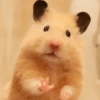 Hamster 🐹 15