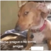 Animales random  9