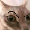 💕🐱Michitos para tus chats🐱💕 5