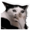 Anomali Lucu 8
