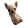 Chihuahuas 8