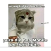 ye aaj kal ke bachhe... shey cute cats pura din bas Mobile pe tipir tipir...
