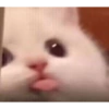 Cinamonroll 16