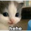 KUCING GEMOYY 8