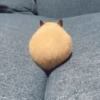 Hamster 🐹 11
