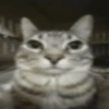 Gatitos. | @ocenferios  Haki. 10