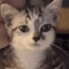 Cats (2/4) 25