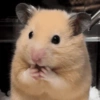 Hamster Fofo Reações 🐹 24