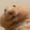 Hamster Fofo Reações 🐹 22
