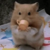 Hamster Fofo Reações 🐹 9