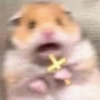 Hamster 🐹 12