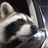 Raccoon Lucu 2