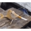 Animalitos 😆 20