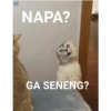 KUCING GEMOYY 5