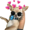 AMOR DE ANIMALITOS 5