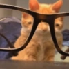 🤓 GATOOOZ !!¡¡😺🗯️ㅤㅤ 14