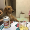 Dogs engraçados  9