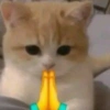 Gatitos. | @ocenferios  Haki. 13