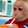 🍌🐒 MONOS 🐒🍌 10