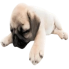 Doggies Moods 9