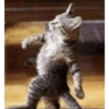 Kucing imut 2 29