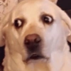 Dogs engraçados  8