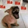 Ha Ha Ha Ha