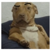 Perros graciosos cursed random 5