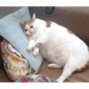 Gatitos Llorando 😭 9