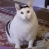 Gatitos V4 10