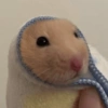 Hamster Fofo Reações 🐹 20