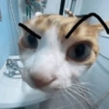 Gatitos. | @ocenferios  Haki. 11