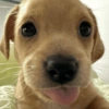 Dogs engraçados  9