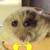 Hamster 🐹 5