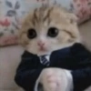 Gatitos 6