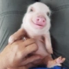 Porquinho Fofo Reações 🐷 9