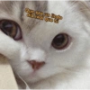 Gatitos para pareja 8