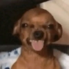 Dogs. | @ocenferios  Haki. 11