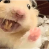 Hamster 🐹 7