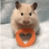 Hamster Fofo Reações 🐹 8