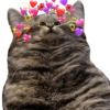 AMOR DE ANIMALITOS 7
