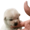 Doggies Moods 14