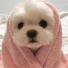 Dogs engraçados  10