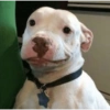 Suspicious doggies 8