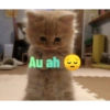 Kucing imoet 5