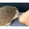Animalitos 😆 21