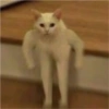 Cats random 27